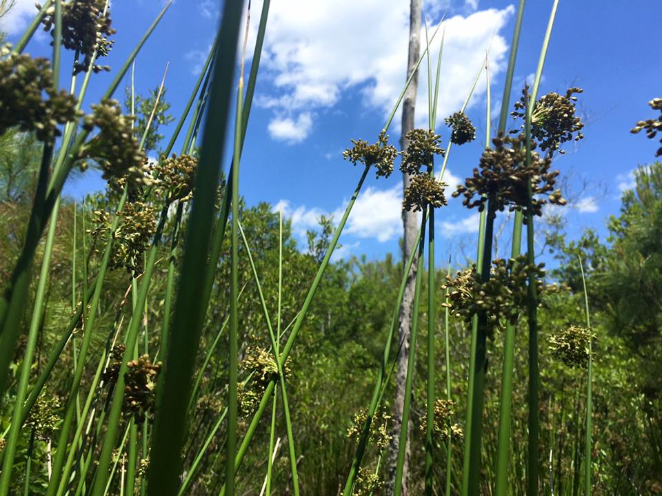 Raleigh’s Community-Wide Climate Action Plan